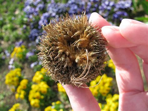 Plane Tree Seeds Ahornbl Ttrige Platane Platanus Hispan Padeia