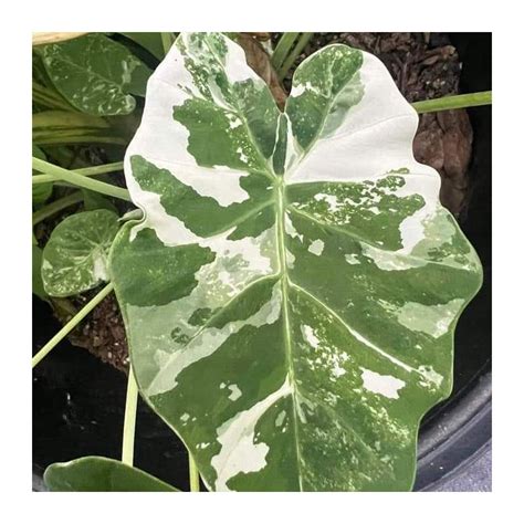 Colocasia Gigantea Wagyu L Ombre Des Figuiers