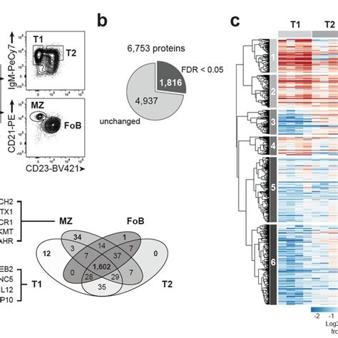 Differential Expression Of Cellular Protein Signatures During Download Scientific Diagram