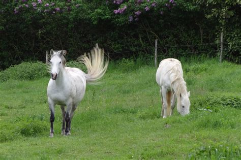 Images Gratuites La Nature Herbe Champ Ferme Prairie Troupeau