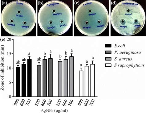 Bacterial Culture Showing Zone Of Inhibition ZOI Around AgNPs 500