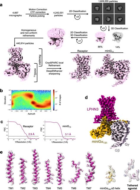 Single Particle Cryo EM Processing Workflow And Reconstructions Of The