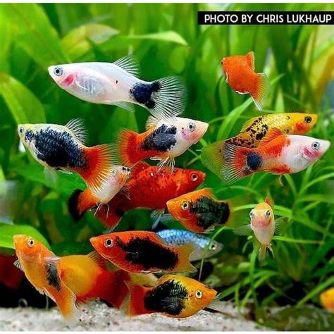 Jual Ikan Hias Aquascape Platis Mix Platy Shopee Indonesia