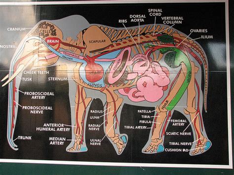 African Elephant - Oxygen utilization in mammals.