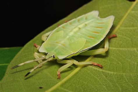 Giant Stink Bug Nymph Tessaratomidae Pu Er Yunnan Chin Flickr