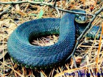 Water Snake hunting, life-cycle, diet and dimorphism - WaterSnake.Net