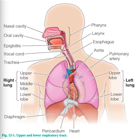 Respiratory System Flashcards Quizlet