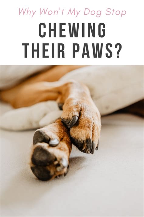 How To Stop Your Dog From Chewing Their Paws Bark With It