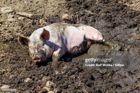 Pig Rolling In Mud Photos And Premium High Res Pictures Getty Images