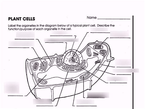 Plant Cells Diagram Quizlet Dfd 1