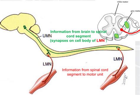 Upper And Lower Motor Neurons Flashcards Quizlet