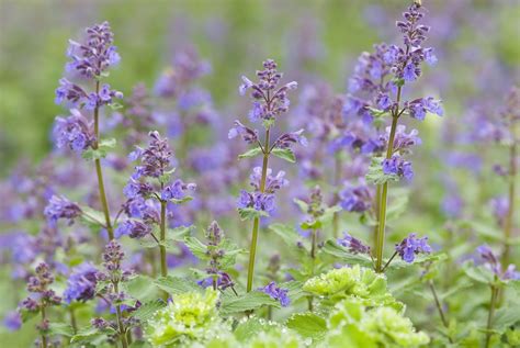 How To Grow Catnip