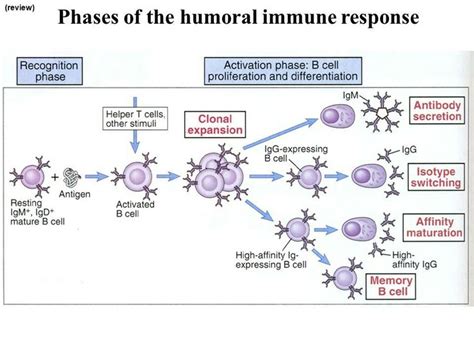 Humoral Immune Response Immune Response Medical Laboratory Science