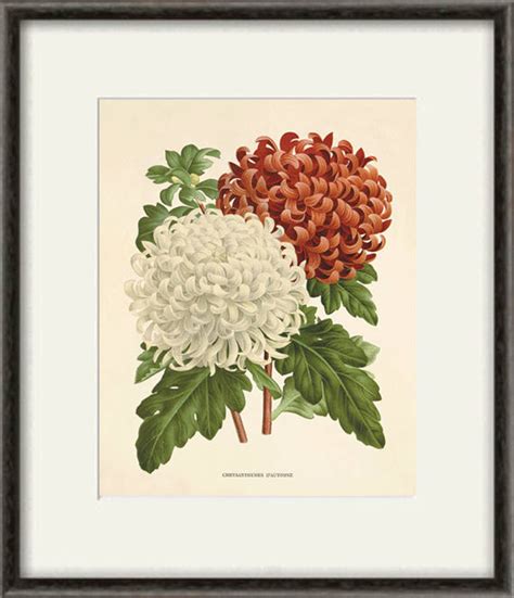 Chrysanthemums Art Flower Art Print Botanical Art Prints - Etsy