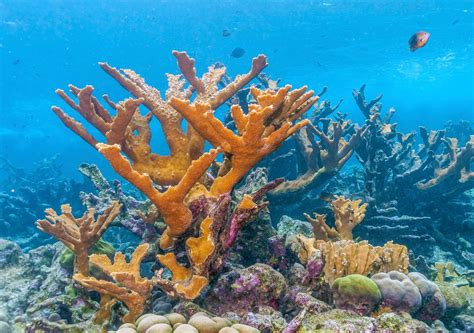 The Caribbean coral Acropora palmata will not vanish without a fight