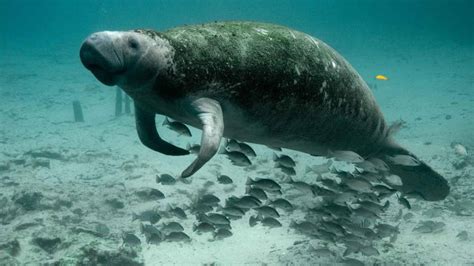 All About Manatee Conservation: The Organizations Making a Difference