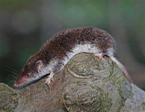 EURASIAN PYGMY SHREW LIFE EXPECTANCY