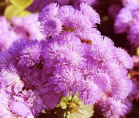 Ageratum Pink Ageratum Mexicanum Seeds