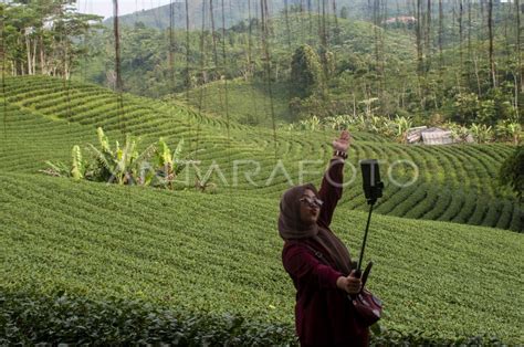 Potensi Wisata Kebun Teh Di Lebak Antara Foto