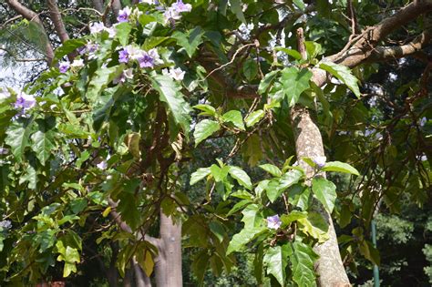 Solanum Wrightii Introduced Eflora Of India