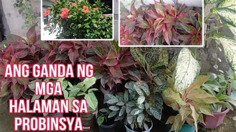 Ibat Ibang Uri Ng Halaman Sa Probinsya Plantita Plants Youtube