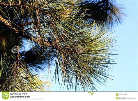 Las Ramas Del Pino Con Las Agujas Largas En Fondo Del Cielo Azul Imagen