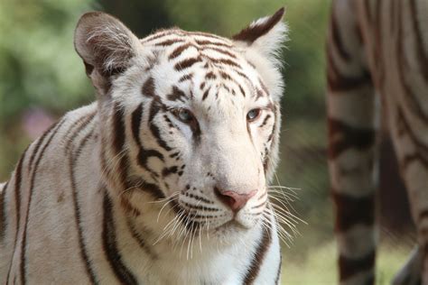 Albino Tiger · Free Stock Photo