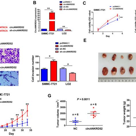 Circankrd52 Promoted Hcc Cell Proliferation And Invasion In Vitro And