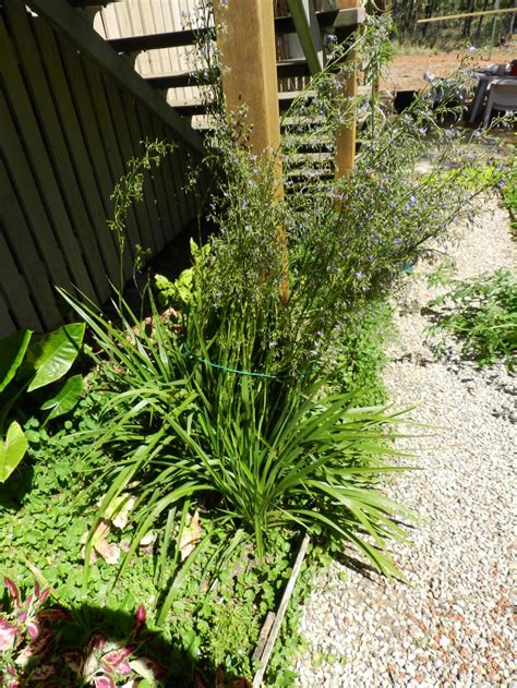 Flax Lily (Dianella longifolia) - Garden.org