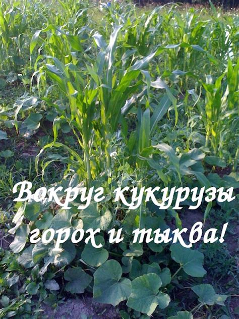 Уральский огород - без особых хлопот!: ПРИМЕРЫ СМЕШАННЫХ ПОСАДОК!