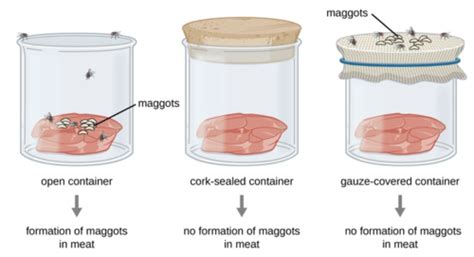 Microbio Flashcards Quizlet