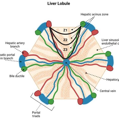 Illustrative Diagram Demonstrating The Hepatic Lobule Constituted By Download Scientific