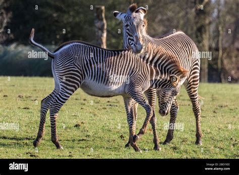 Gr Vy S Zebras Equus Grevyi Also Imperial Zebra Threatened African