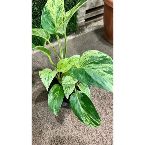 Epipremnum golden pothos