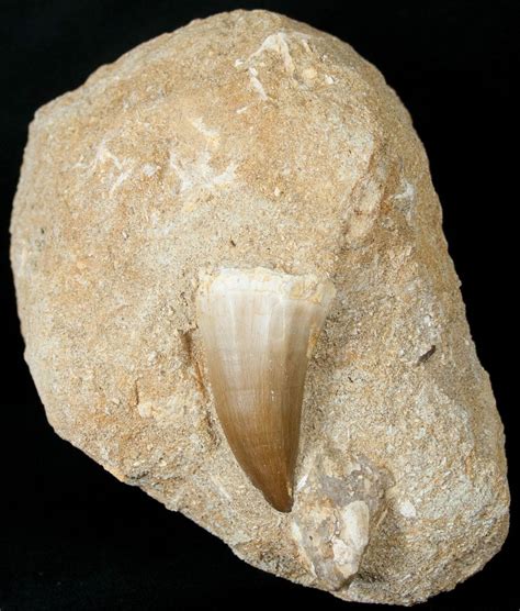 Very Wide 1 90 Mosasaur Prognathodon Tooth In Matrix 14272 For