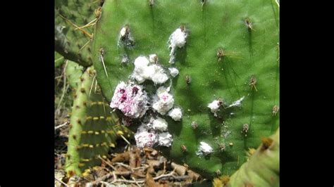 Scale On Cactus What Does It Look Like Get Rid Of Cacti Guide Youtube