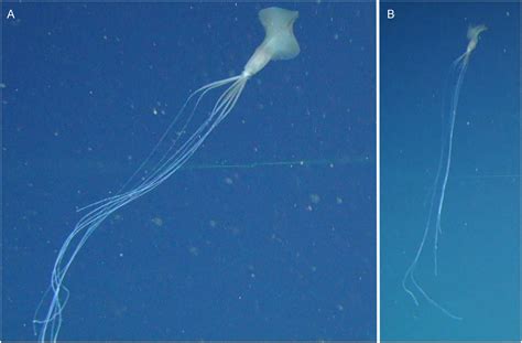 Untangling The Long Armed Mystery Of The Bigfin Squid