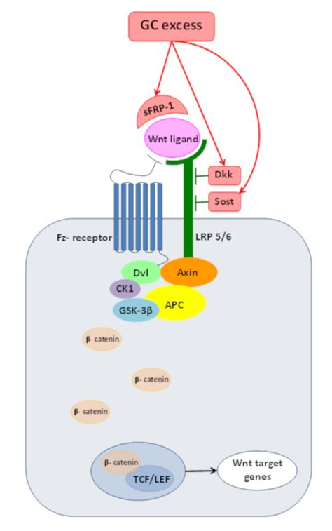 Molecules Free Full Text Glucocorticoids Influencing Wnt β Catenin