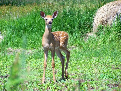 White-Tailed Deer Fawn stock image. Image of ears, forest - 5544595