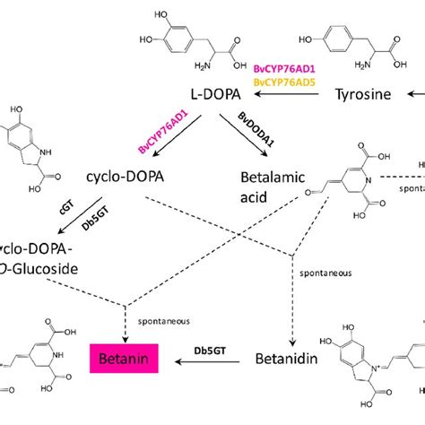 Betalain Biosynthesis By Transient Expression In Nicotiana