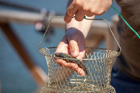 Catfish Stink Bait 101 Mastering The Best Attraction