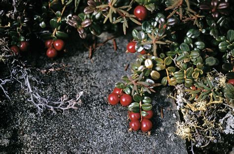 Cranberry Plant Fruit Description Cultivation Facts Species