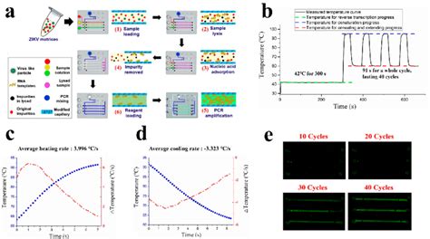 A Schematic Diagram Of The Zika Virus Zikv Detection Process On The Download Scientific