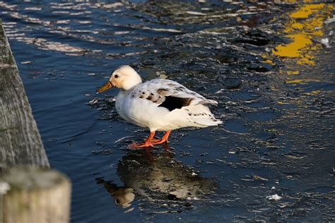 Free Images Nature Cold Winter Wing Frost Wildlife Ice