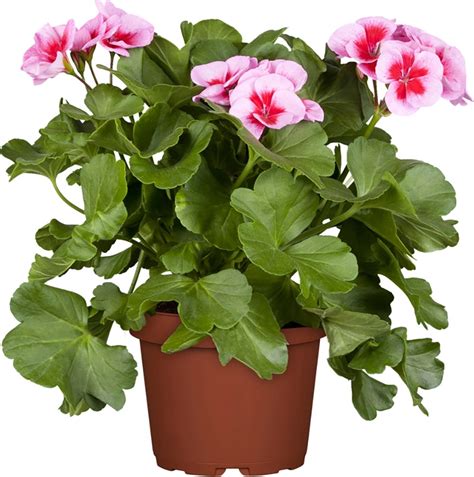 Stehende Xl Geranie Topf Ca Cm Pelargonium Zonale Kaufen Bei Obi