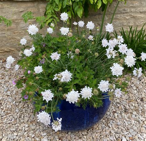 White Garden 12 White Plant Ideas Blooming Lucky