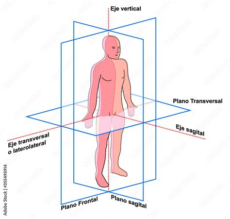 Planos y ejes del cuerpo humano Stock ベクター Adobe Stock