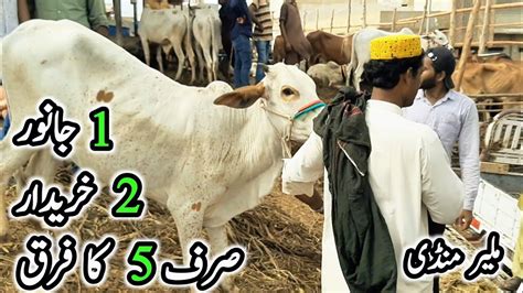 Malir Mandi Rates Latest Update Cow Mandi Karachi 2023 YouTube