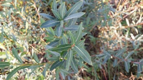 Streamco Willow Salix Purpurea Deciduous Trees Cold Stream Farm