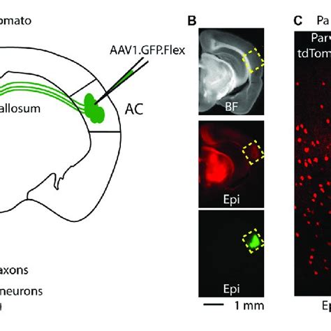 Scheme Showing A Nerve Terminal From A Parvalbumin Pv Positive Gaba